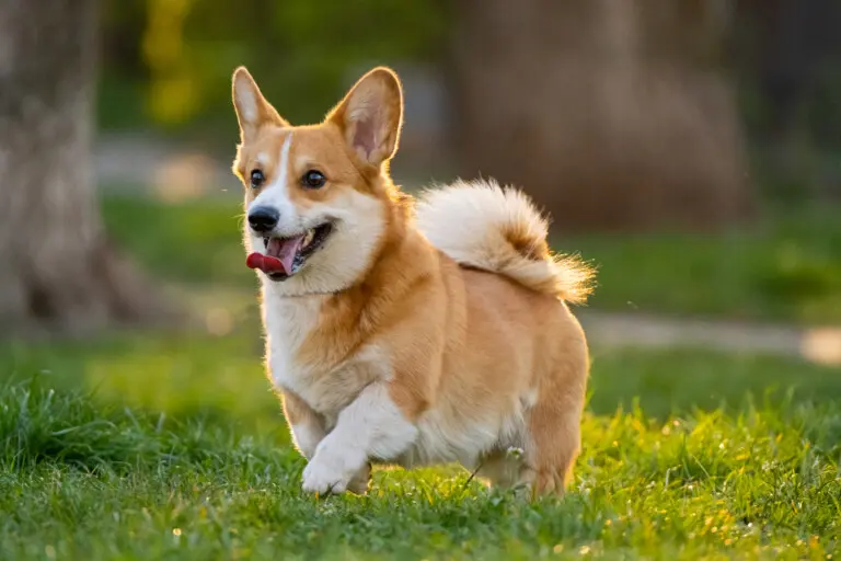 vecteezy funny portrait of cute corgi dog outdoors 5857332